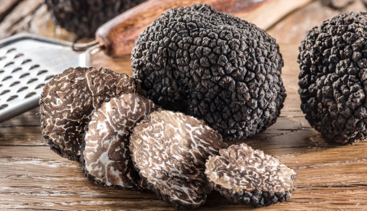 La truffe blanche d'Italie peut enfin être cultivée Truffe noire